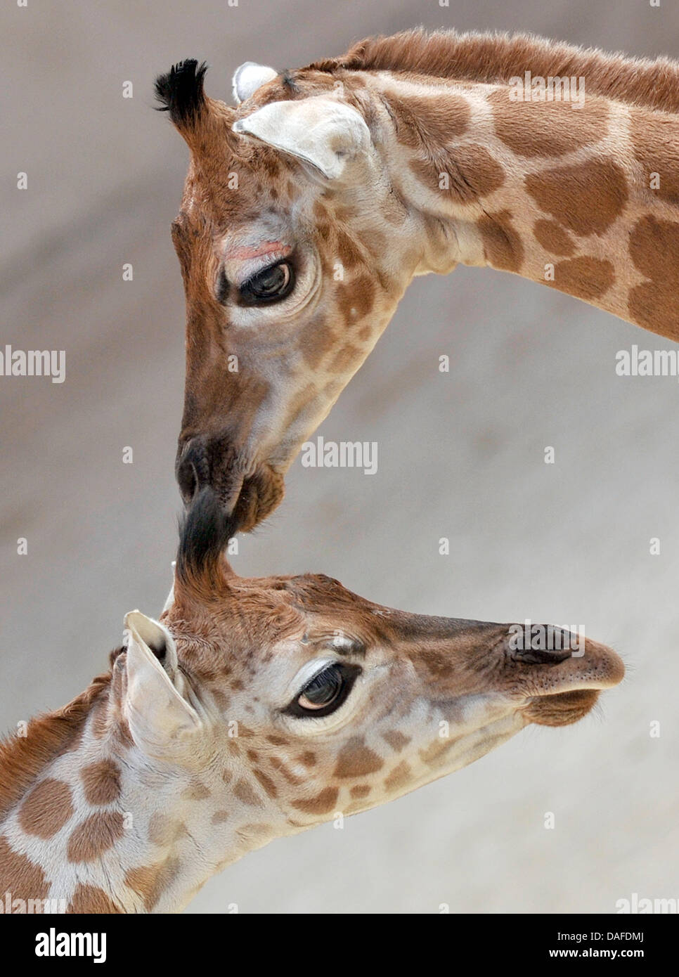 Giraffe kalbt Karl (oben) und Luke (unten) kuscheln am Opelzoo in Kronberg, Deutschland, 22. Februar 2011. Die zwei Kälber und ein weiteres wurden alle "gemacht" von Giraffe Bull "Gregor", der ständig Nachwuchs zur Verfügung gestellt hat. Foto: Boris Roessler Stockfoto