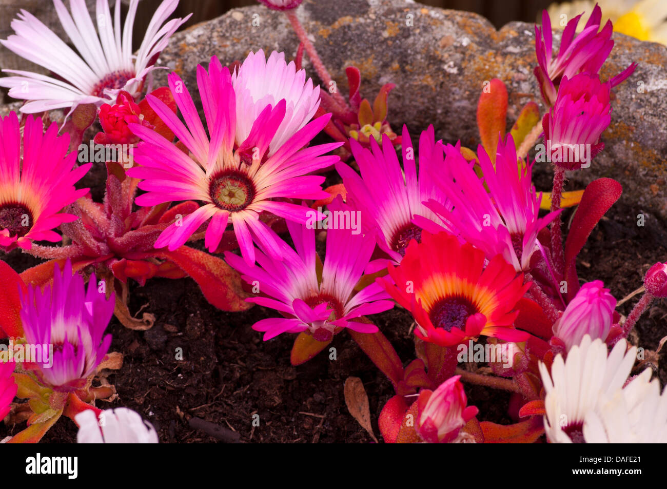 Mesembryanthemum Criniflorum Stockfoto