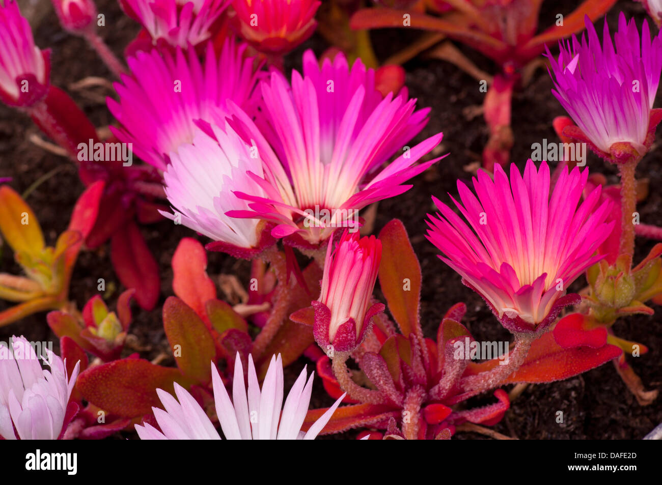 Mesembryanthemum criniflorum Stockfoto