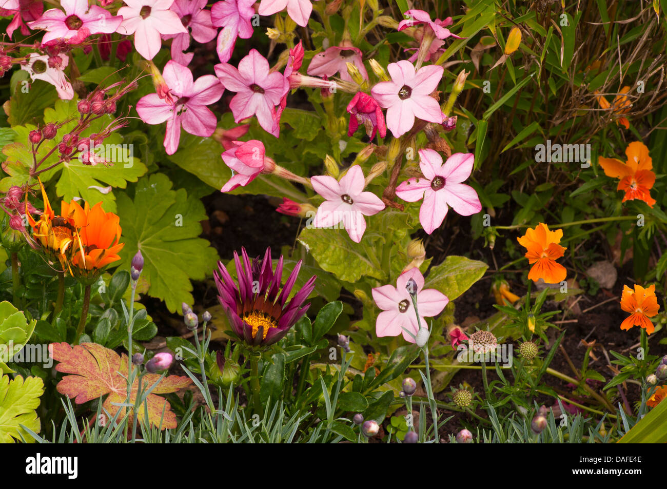 Sommer-Beetpflanzen In ein Blumenbeet UK Stockfoto