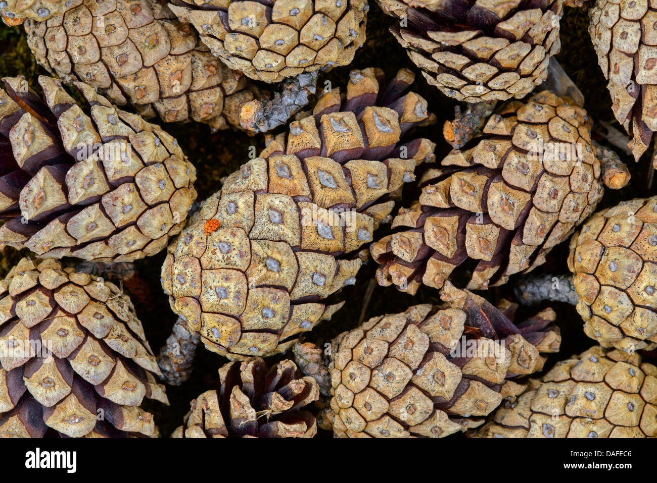 Tannenzapfen Stockfoto