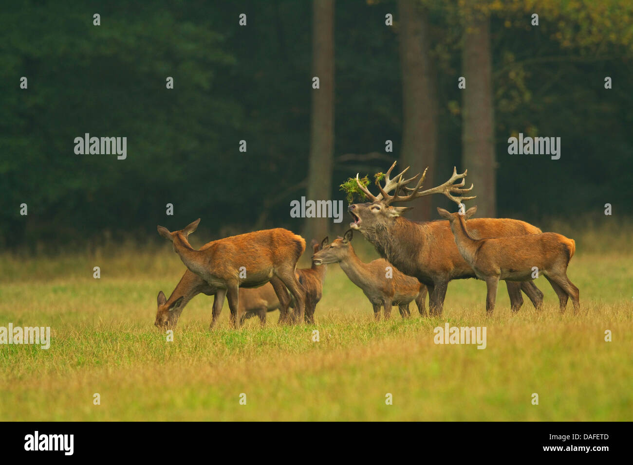 Rothirsch (Cervus Elaphus), dominante Männchen mit Herde an einer Lichtung, Deutschland Stockfoto