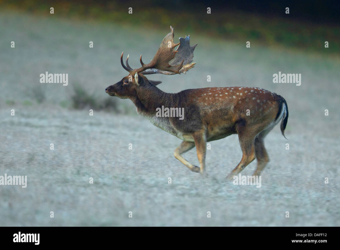 Damhirsch (Dama Dama, Cervus Dama), Hirsch läuft auf einer Wiese, Deutschland Stockfoto