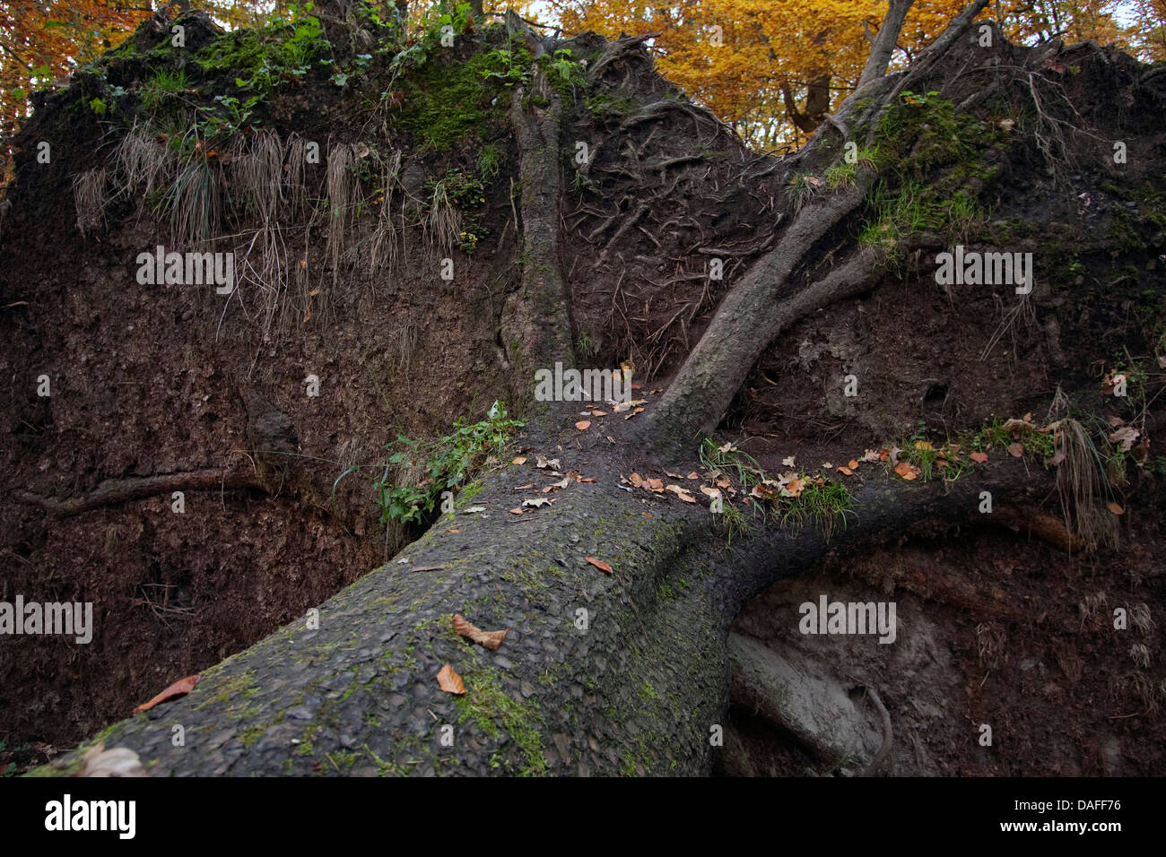 Wurzel-Scheibe eines umgestürzten Baumes, Deutschland Stockfoto