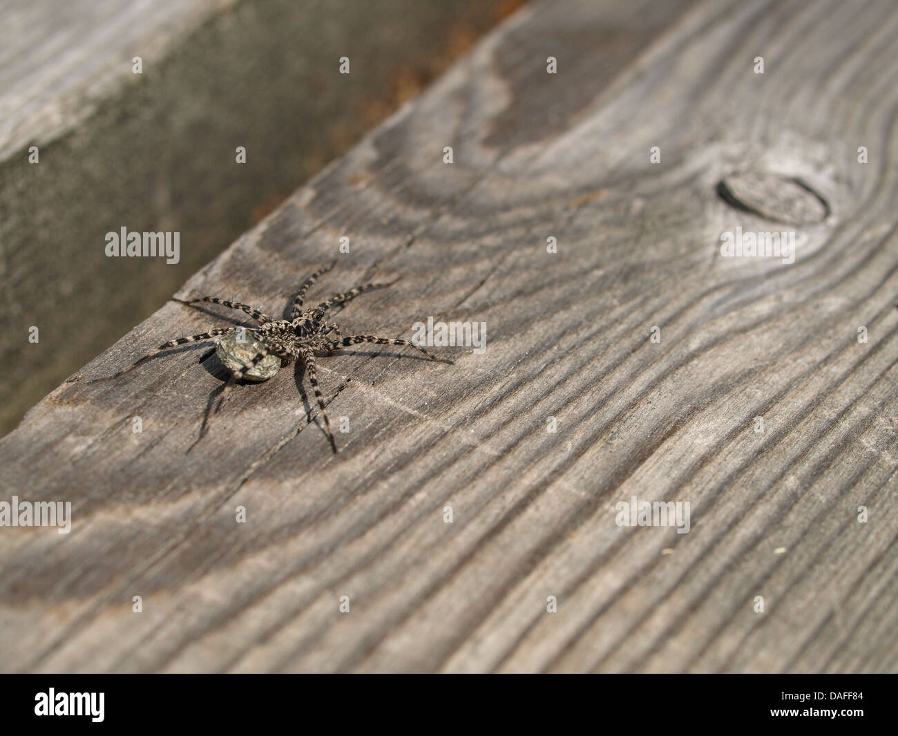 Eine Wolfspinne auf einem alten grauen board Stockfoto