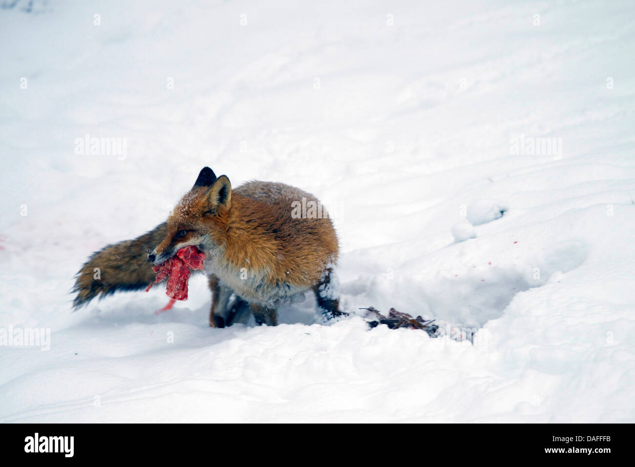 Rotfuchs (Vulpes Vulpes), im Schnee mit einem Stück beten in die Schnauze, Deutschland Stockfoto