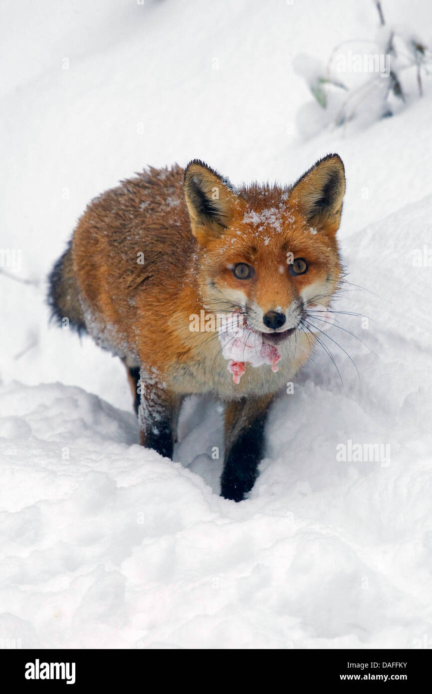 Rotfuchs (Vulpes Vulpes), im Schnee mit einem Stück beten in die Schnauze, Deutschland Stockfoto
