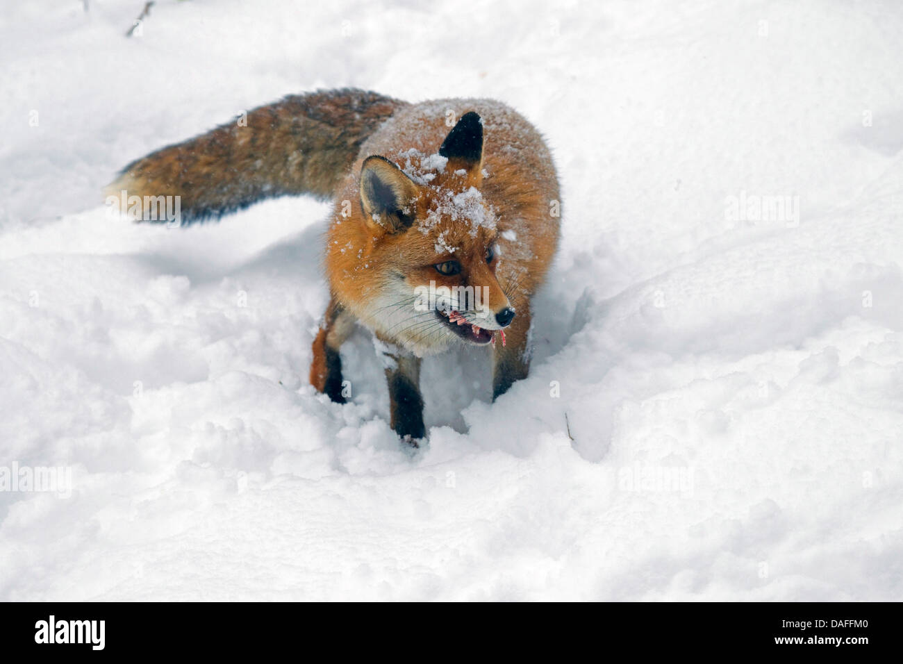 Rotfuchs (Vulpes Vulpes), im Schnee mit einem Stück beten in die Schnauze, Deutschland Stockfoto