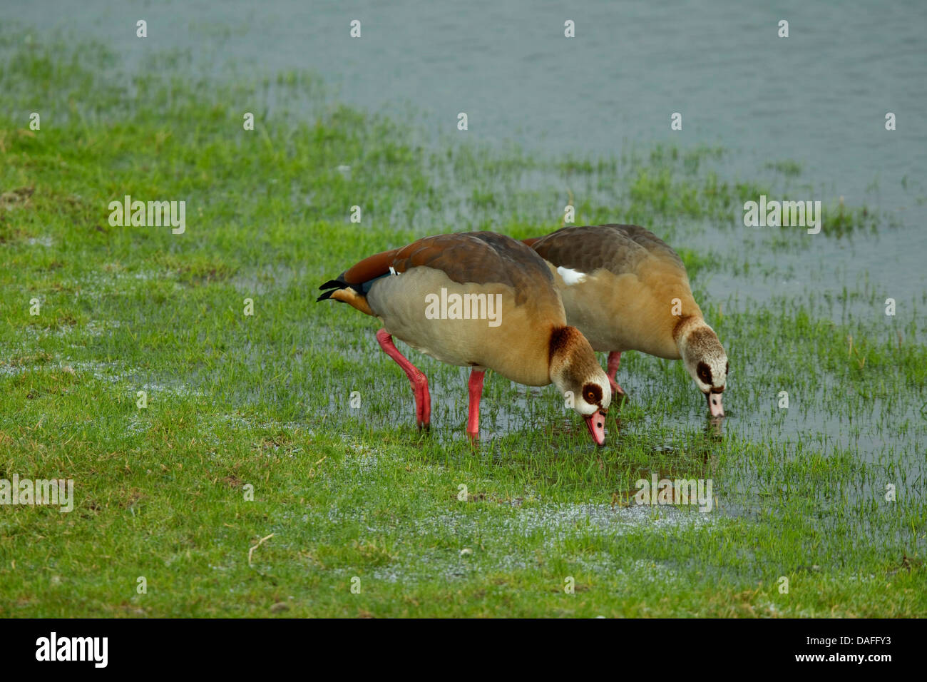 Nilgans (Alopochen Aegyptiacus), koppeln, Weiden, Deutschland Stockfoto