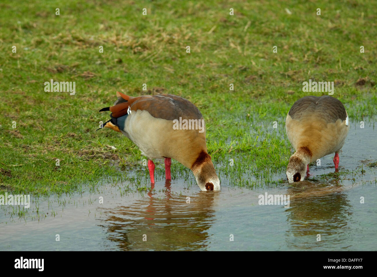 Nilgans (Alopochen Aegyptiacus), koppeln, Weiden, Deutschland Stockfoto