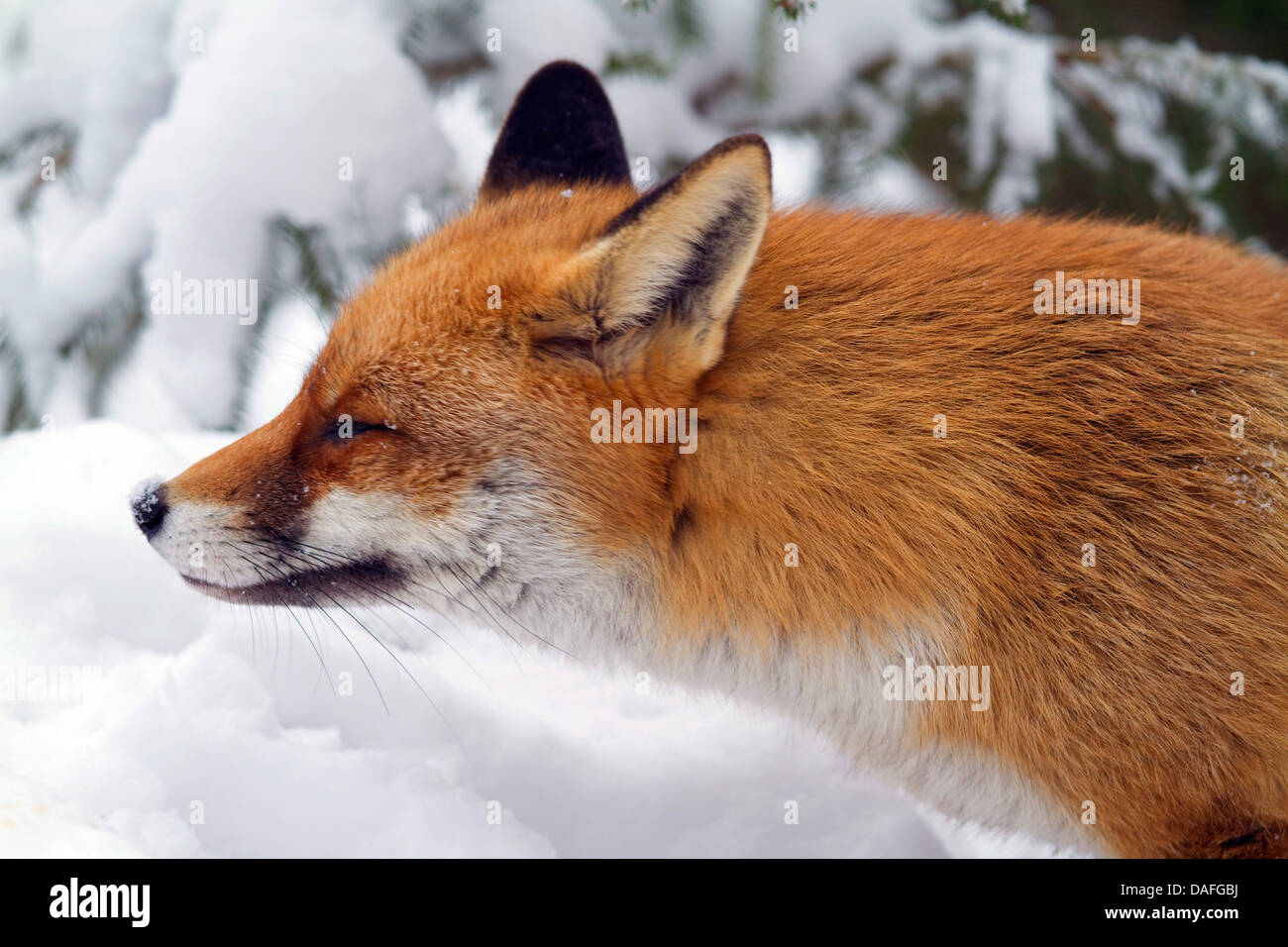 Rotfuchs (Vulpes Vulpes), Portrait im Schnee, Seitenansicht, Deutschland, Nordrhein-Westfalen Stockfoto