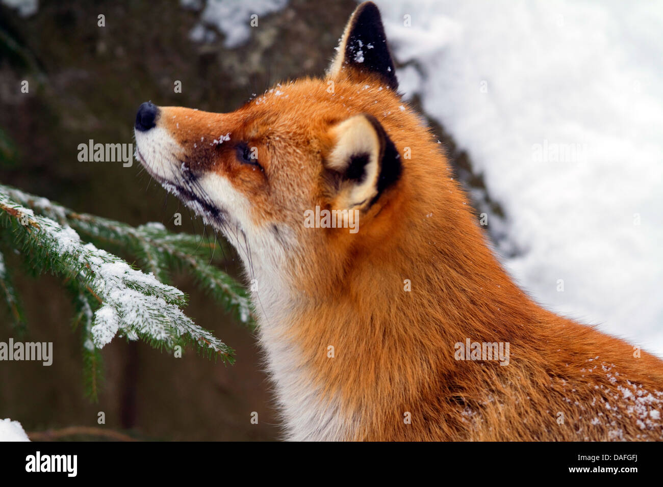 Rotfuchs (Vulpes Vulpes), im Schnee, Abholung der Duft, Deutschland, Nordrhein-Westfalen Stockfoto