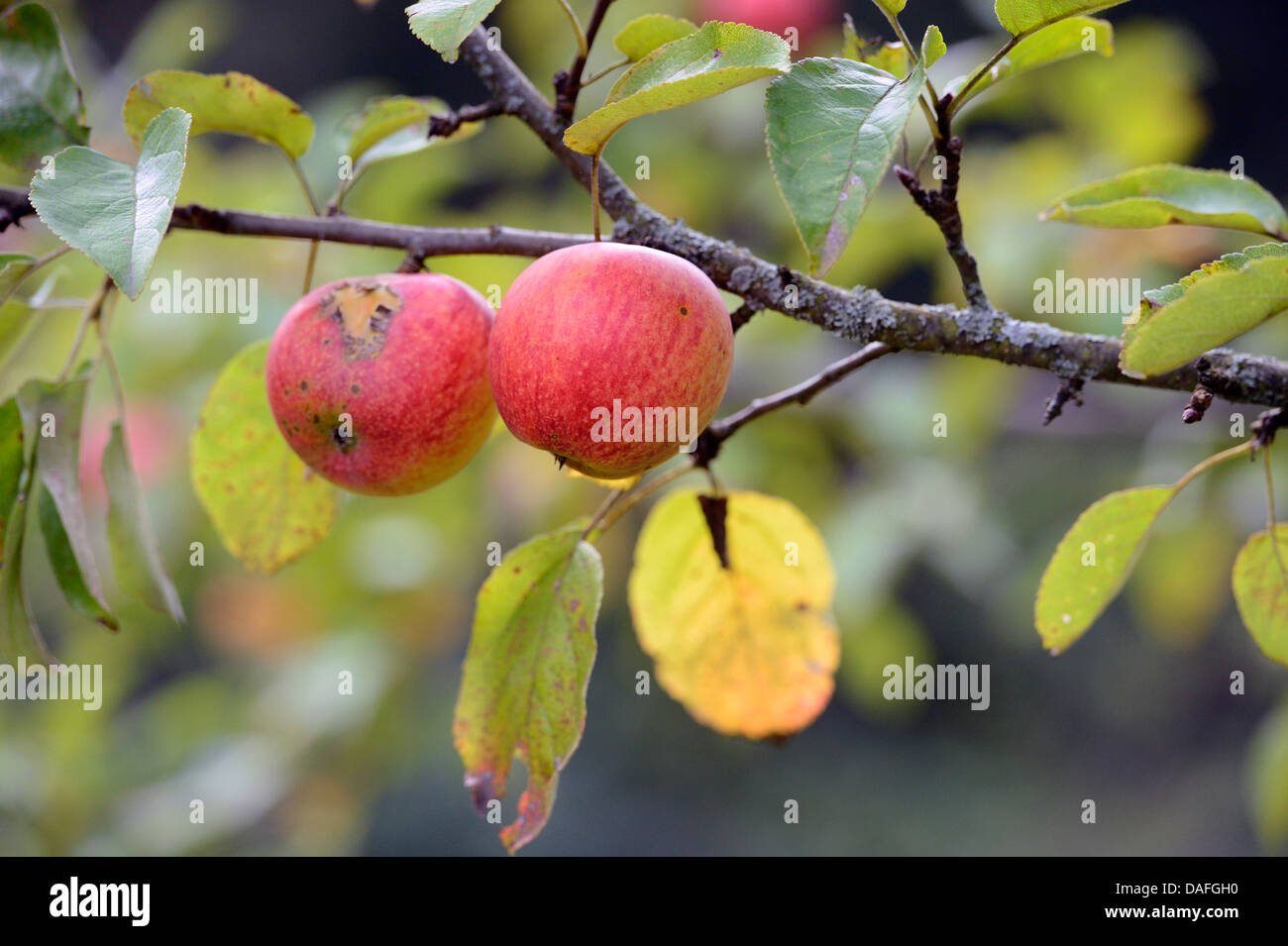 Apfel Baum (Malus Domestica), rote Äpfel auf dem Baum, Deutschland Stockfoto