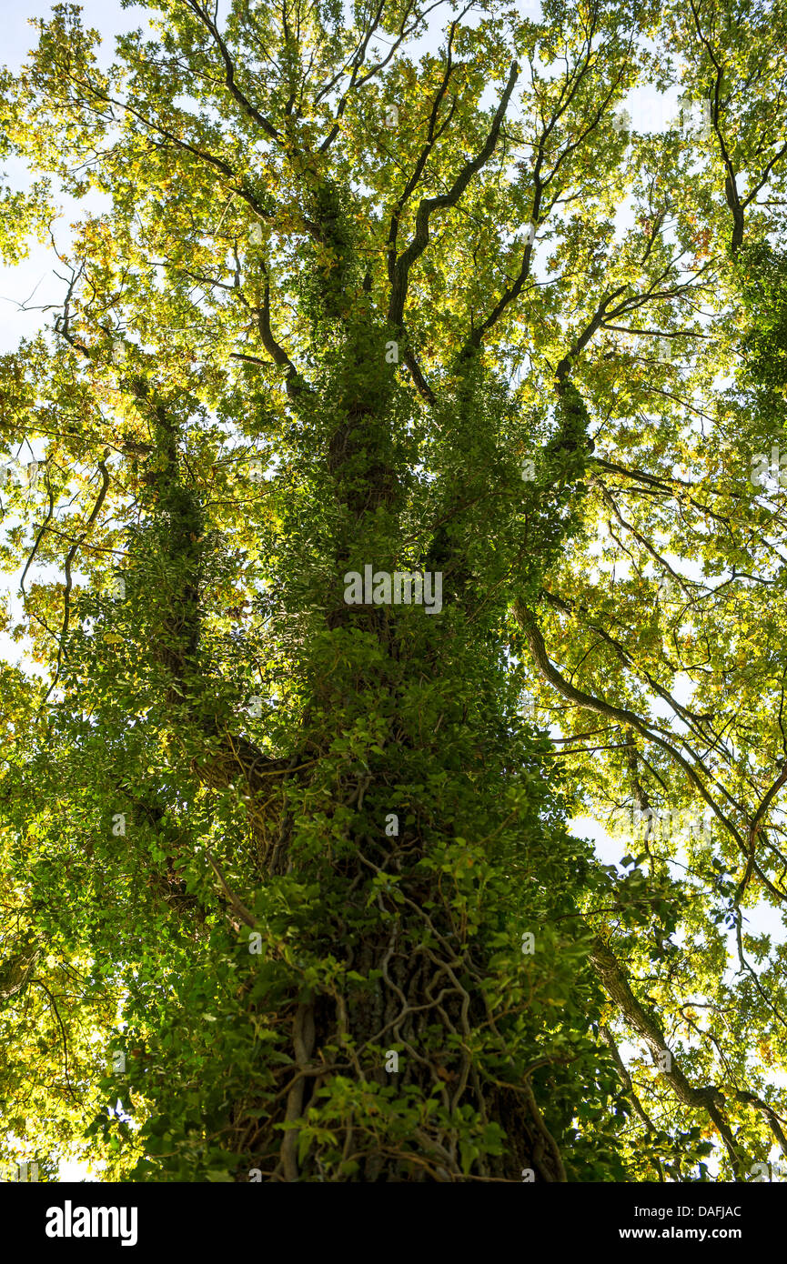 Englisch Efeu, gemeinsame Efeu (Hedera Helix), Eiche, bewachsen mit Efeu,  Deutschland, Nordrhein-Westfalen Stockfotografie - Alamy