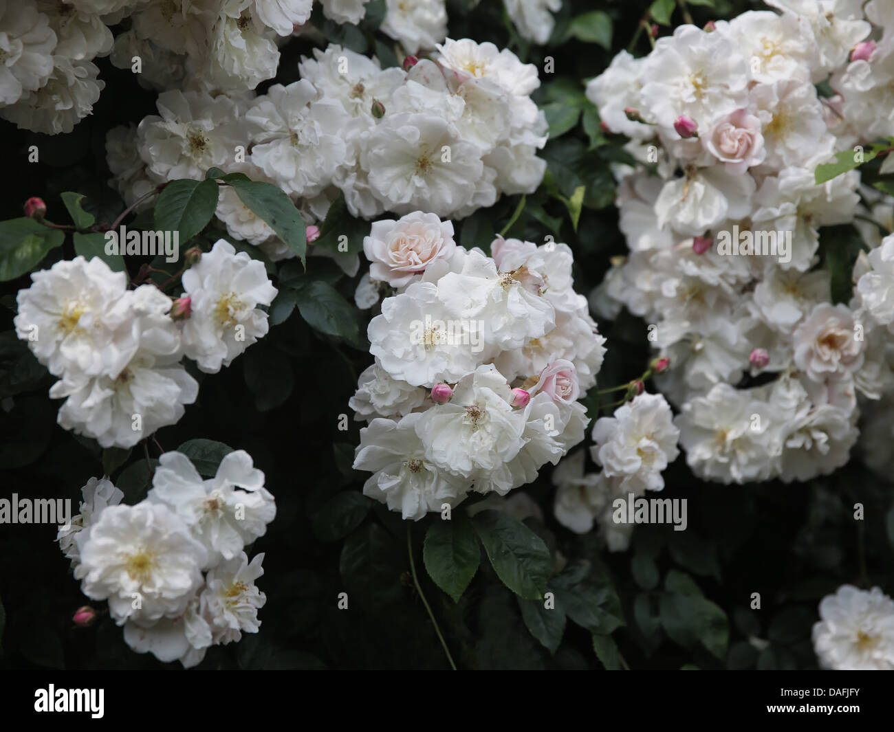 Adelaide d'Orléans weiße Kletterrose Stockfoto