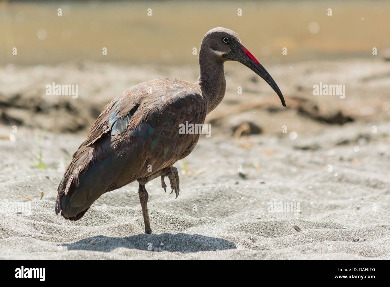 Das Flecht-Ibis in der Threskiornithidae Familie endemisch auf dem äthiopischen Hochland Stockfoto