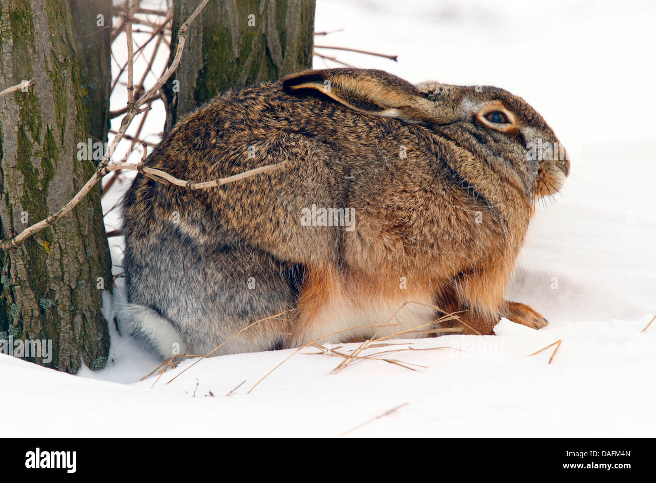 Feldhase, Feldhasen (Lepus Europaeus), sitzen im Schnee mit abgeflachten Ohren, Österreich, Burgenland Stockfoto