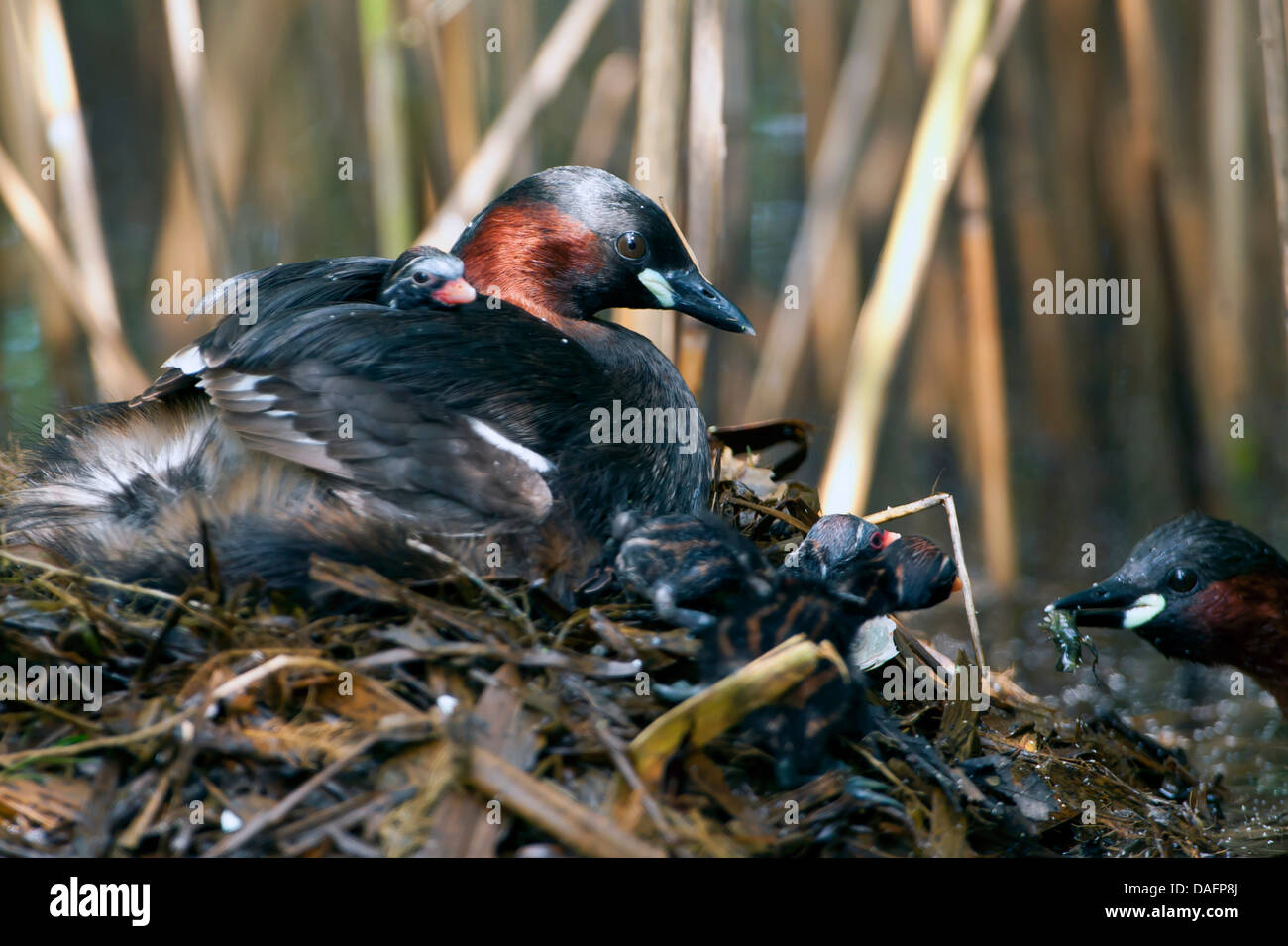 Zwergtaucher (Podiceps Ruficollis, Tachybaptus Ruficollis), Eltern füttern die Küken, Deutschland, Nordrhein-Westfalen Stockfoto