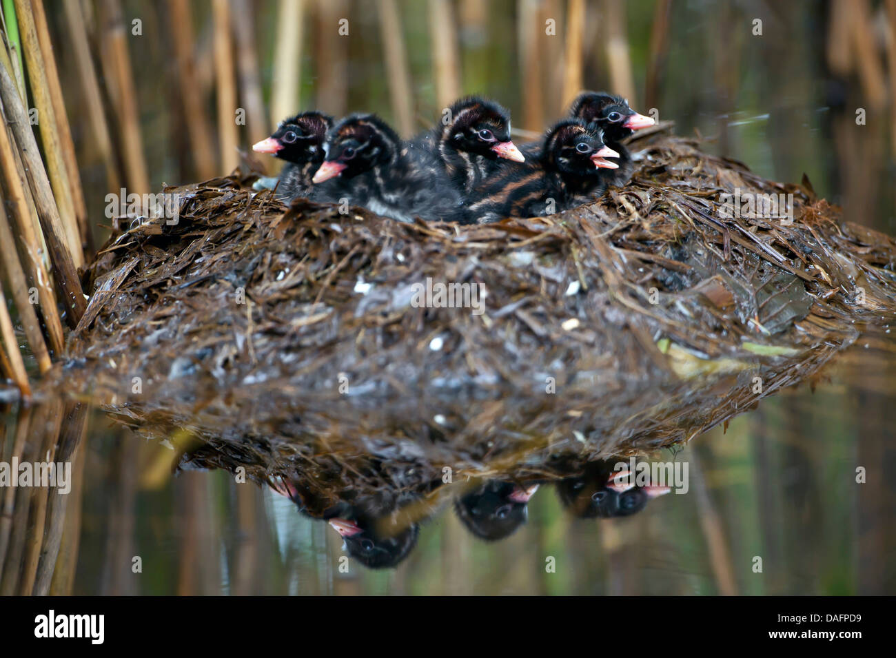 Zwergtaucher (Podiceps Ruficollis, Tachybaptus Ruficollis), fünf gerade geschlüpften Jungtiere im Nest, Germany, North Rhine-Westphalia, Verl Stockfoto