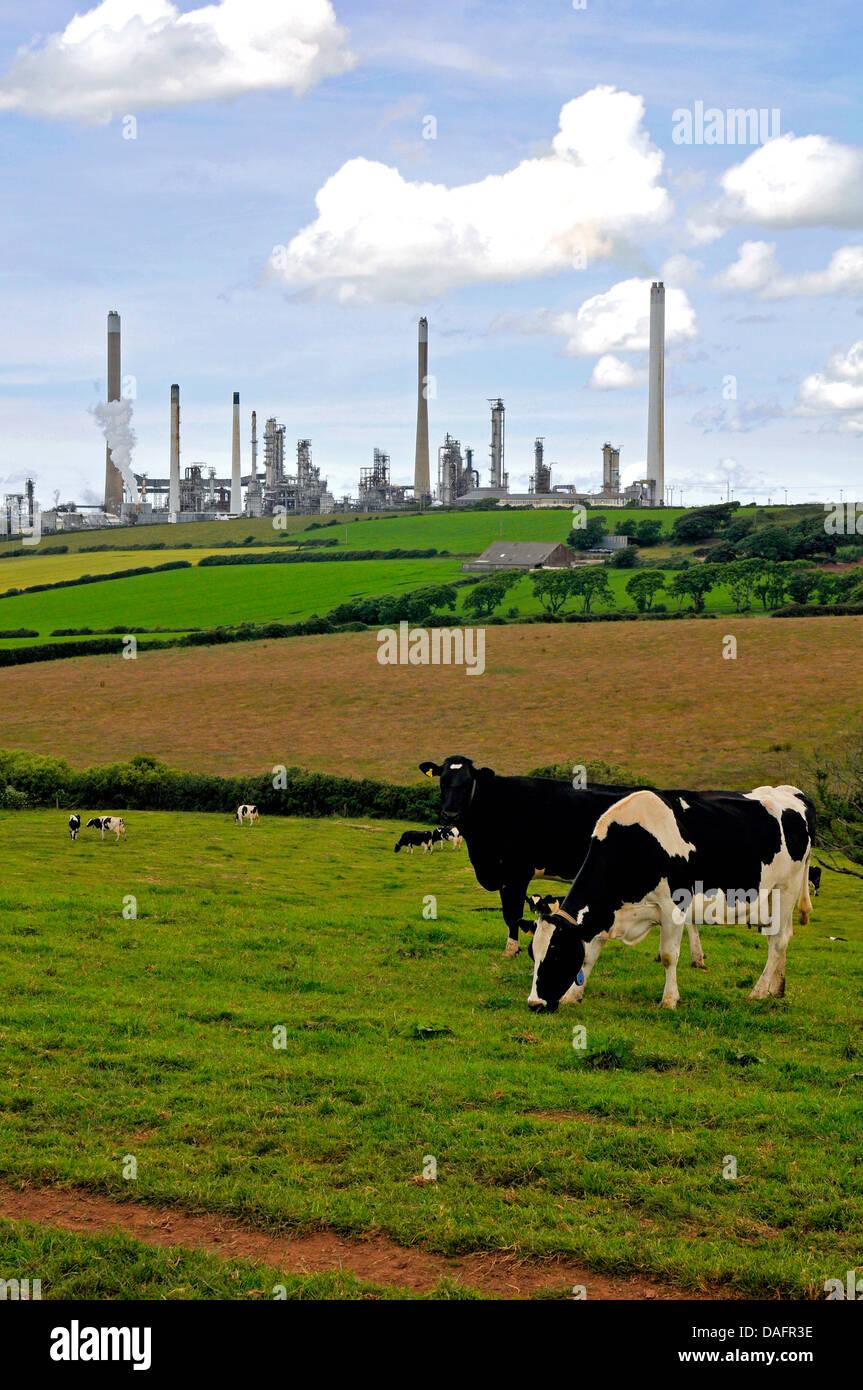 Hausrind (Bos Primigenius F. Taurus), Luftaufnahme von einer Öl-Raffinerie, Vereinigtes Königreich, Wales, Pembrokeshire Stockfoto