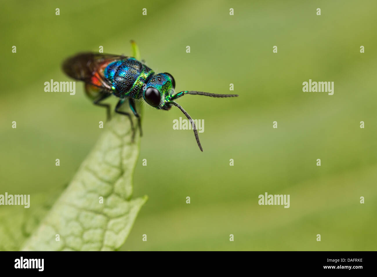 Rubin-tailed Chrysis Wespe auf einem Blatt Stockfoto