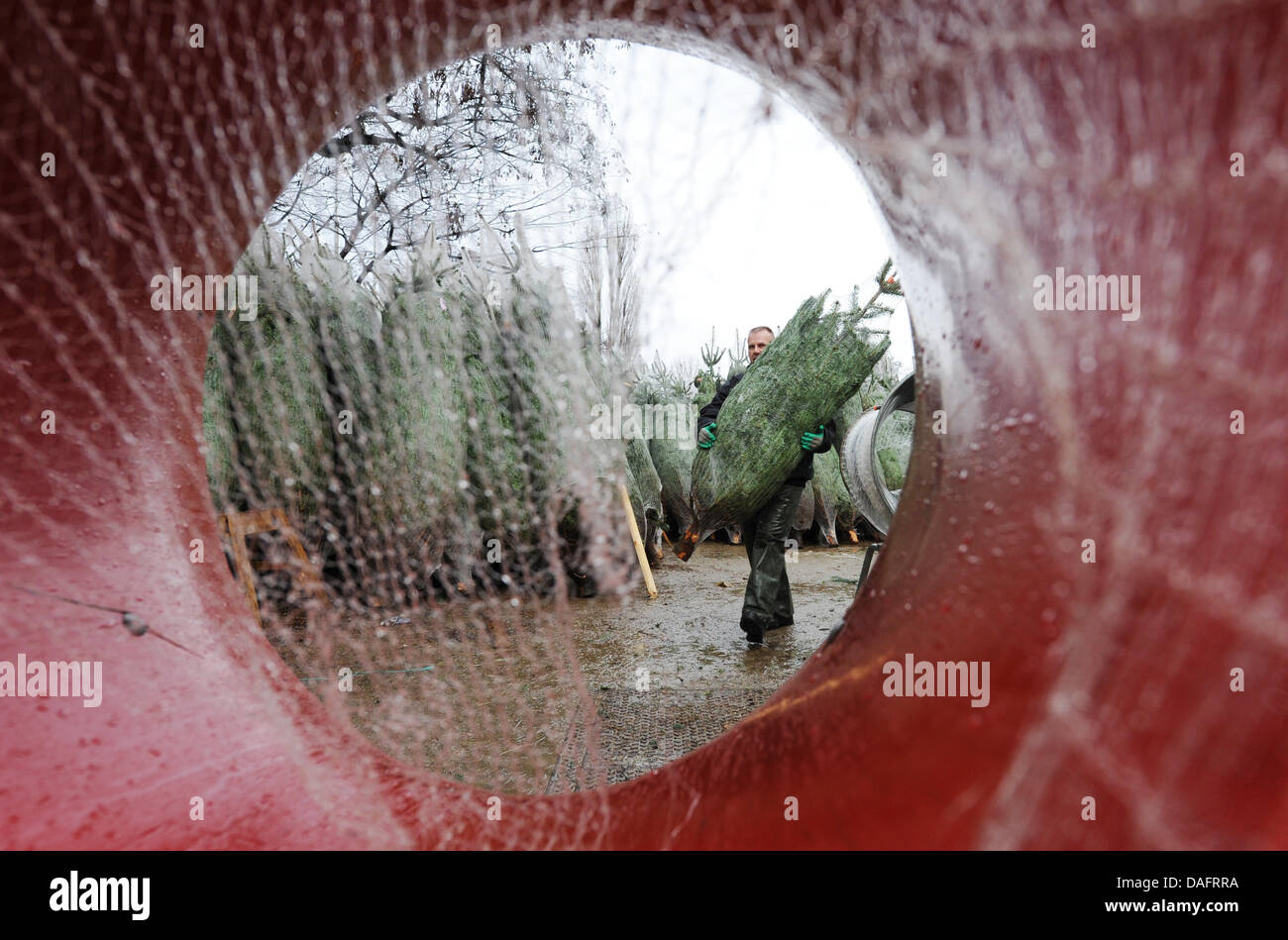 Ein Mitarbeiter trägt einen Baum hinter einer Verpackungsmaschine an einen Weihnachtsbaum-Verkauf in Hamburg, Deutschland, 10. Dezember 2011.  Bei Einem Verkaufsstand Für Weihnachtsbäume Einen Baum. Im Vergleich zu einem und vor zwei Jahren den Weihnachtsbaum-Verkauf um bis zu 40 Prozent gesunken, der Vorsitzende des Bundesverbandes der Weihnachtsbaum und dekorative grün Produzenten, Oelkers, sagte. Phot Stockfoto