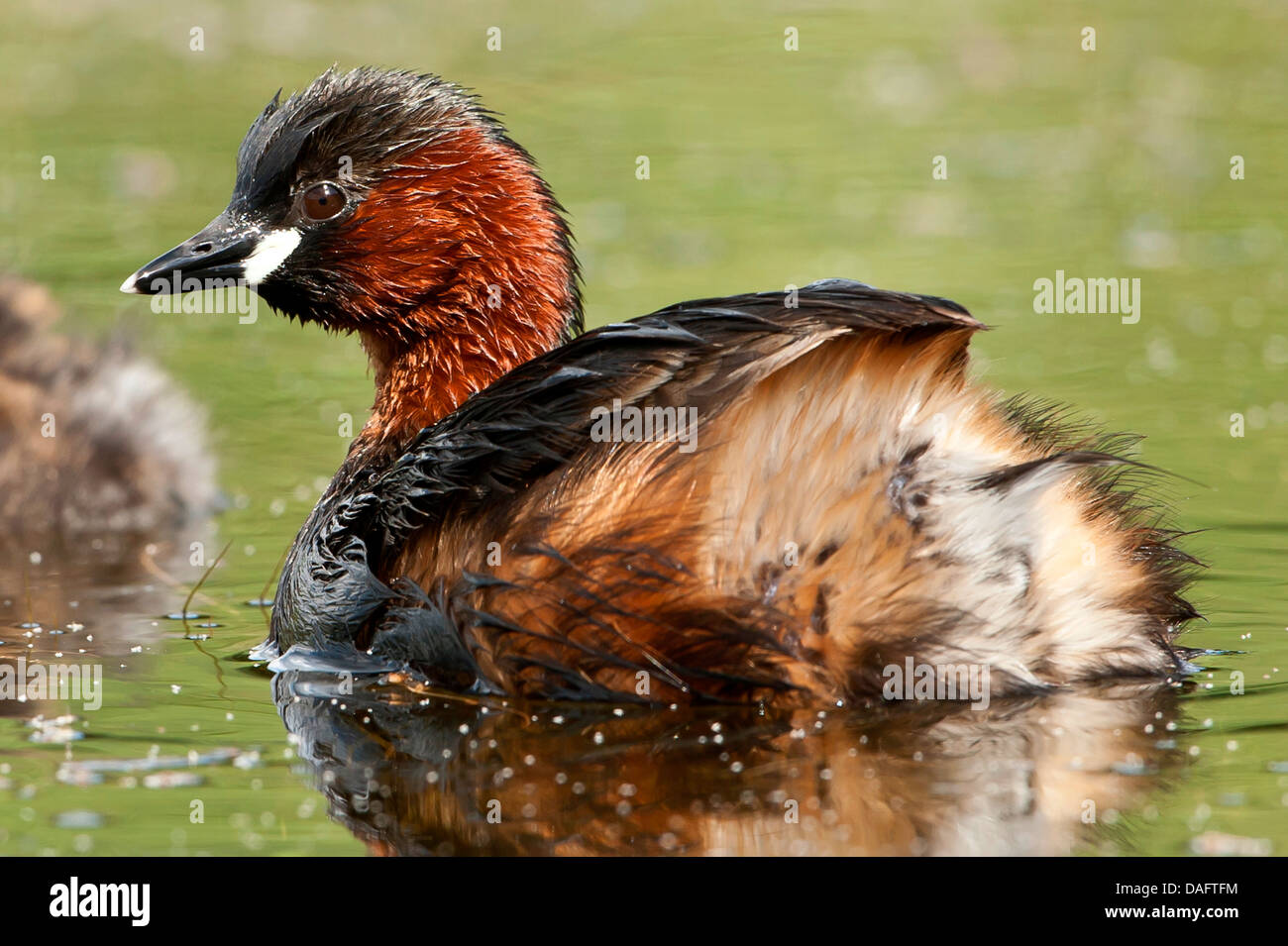 wenig Grebe (Podiceps Ruficollis, Tachybaptus Ruficollis), Altvogel schwimmen, Deutschland, Nordrhein-Westfalen Stockfoto