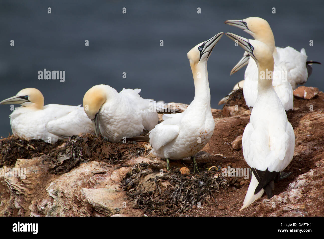 Basstölpel mit Ei Stockfoto