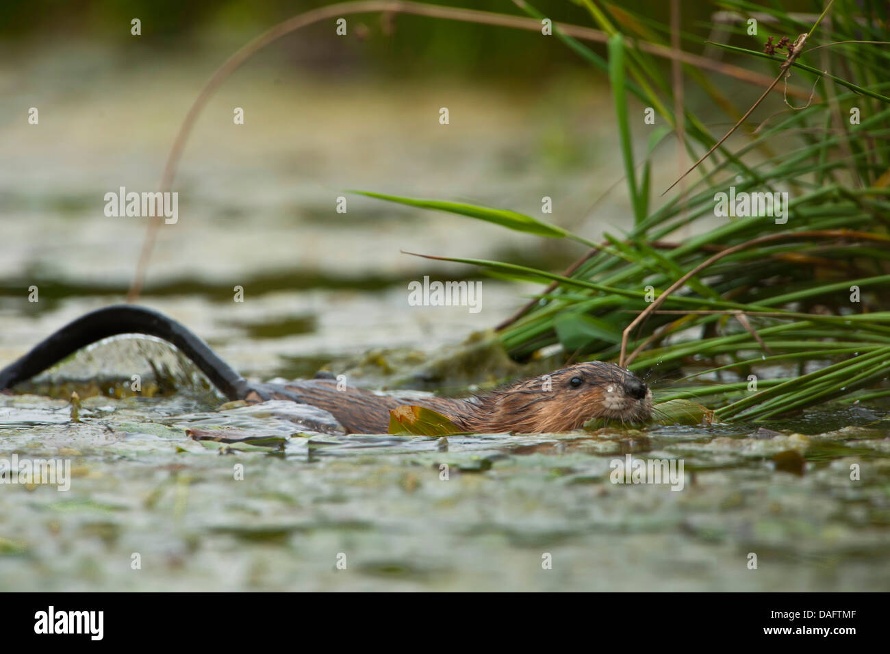 Bisamratte (Ondatra Zibethica), Schwimmen, der Den mit Seerosen-Blatt im Mund, Germany, North Rhine-Westphalia, Verl Stockfoto