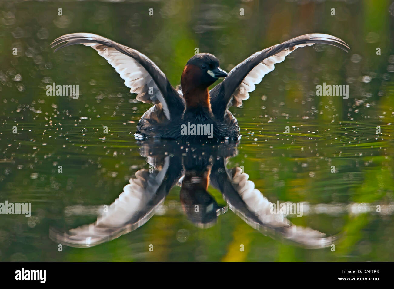 Zwergtaucher (Podiceps Ruficollis, Tachybaptus Ruficollis), schwimmen auf dem Wasser mit ausgebreiteten Flügeln, Deutschland, Nordrhein-Westfalen Stockfoto