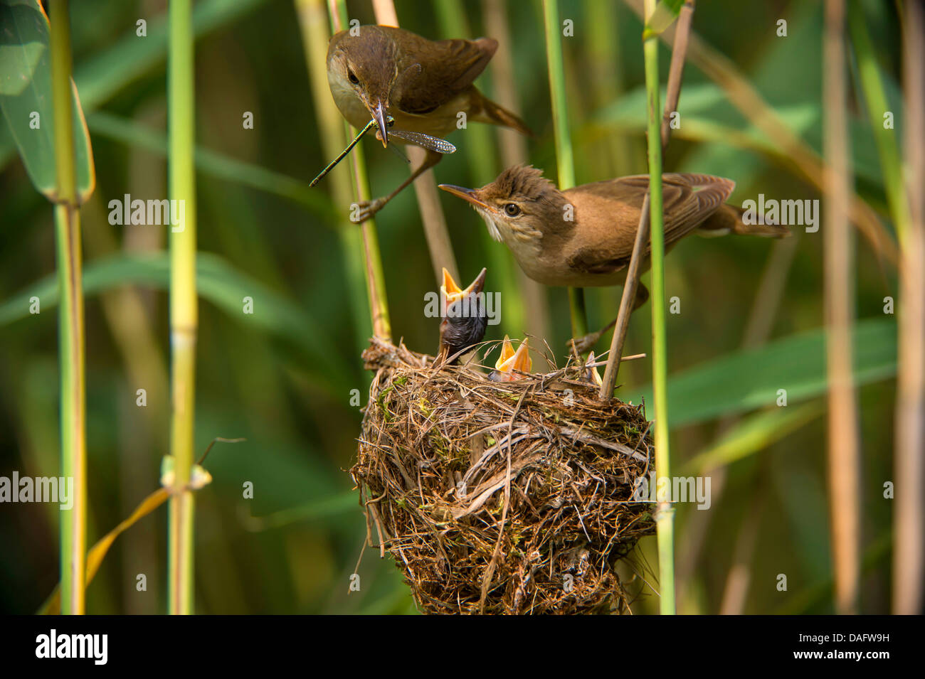 Rohrsänger (Acrocephalus Scirpaceus), koppeln, Fütterung der Nachkommen am Nest im Schilf, Deutschland, Nordrhein-Westfalen Stockfoto