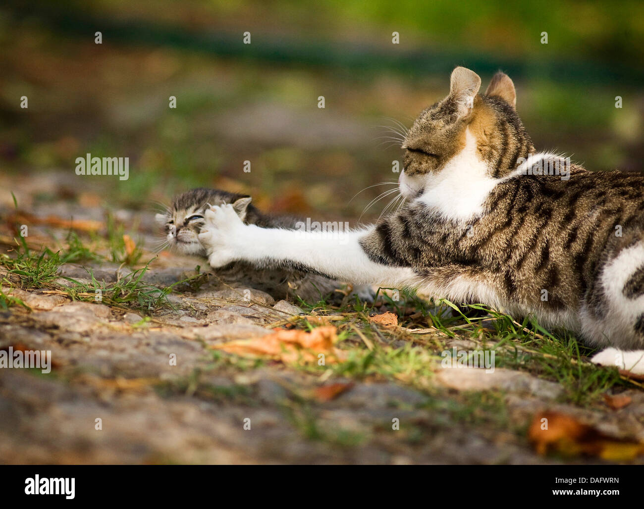 Hauskatze, Hauskatze (Felis Silvestris F. Catus) schlagen eine seltsame Katze, Deutschland Stockfoto