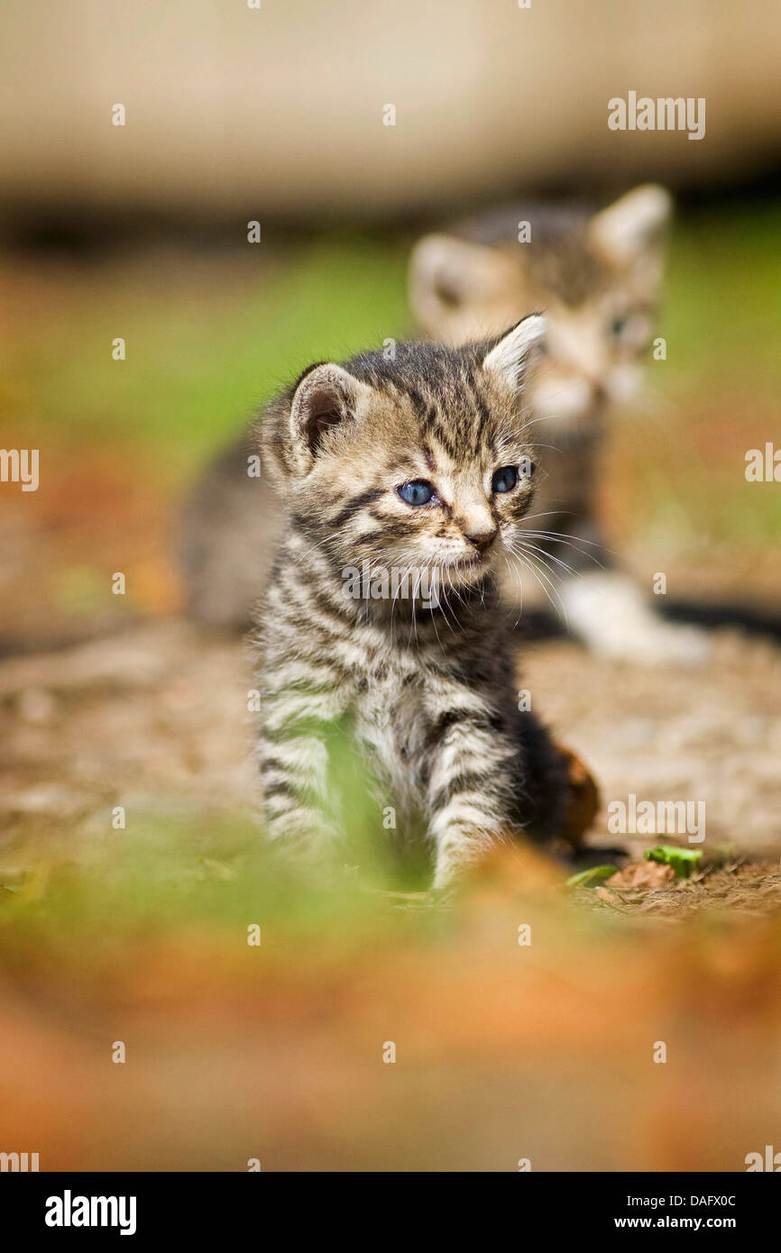 Hauskatze, Hauskatze (Felis Silvestris F. Catus), zwei gestreift, drei Wochen alte Kätzchen, Deutschland Stockfoto