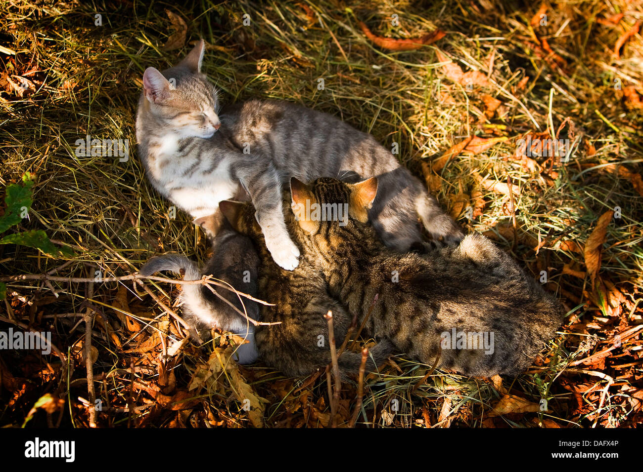 Hauskatze, Haus Katze (Felis Silvestris F. Catus), Silber grau Mutter saugt seine Kätzchen, Deutschland Stockfoto