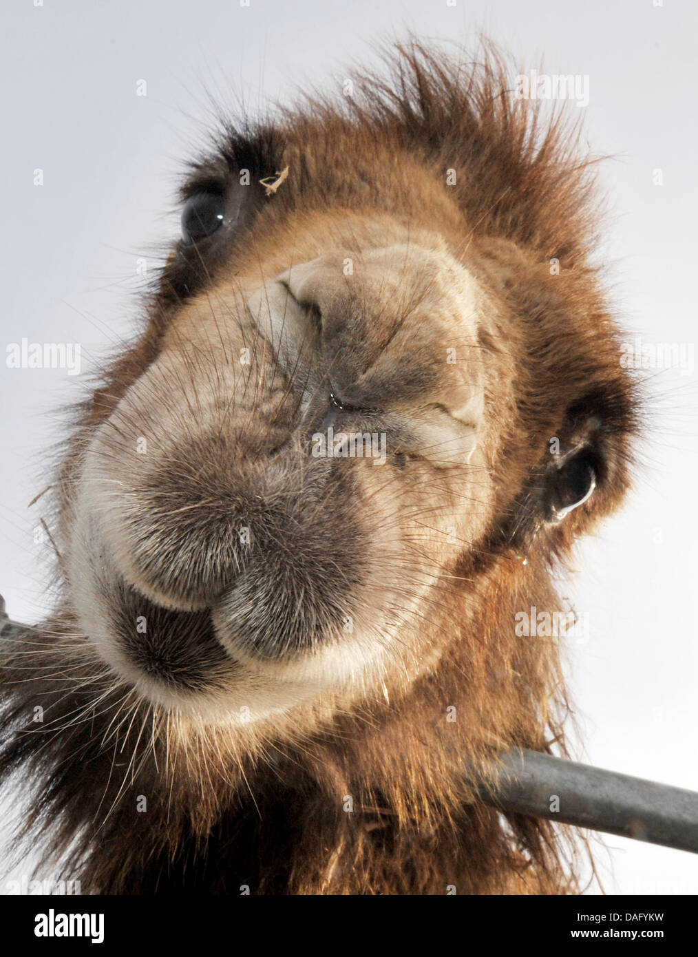 Ein Kamel schaut in die Kamera in Frankfurt Main, Deutschland, 23. Februar 2011. Während des Telefonats Presse Foto versucht Zirkus Knie Behauptungen nicht halten ihre Tiere in einer geeigneten Umgebung zu vernichten. Foto: Boris Roessler Stockfoto