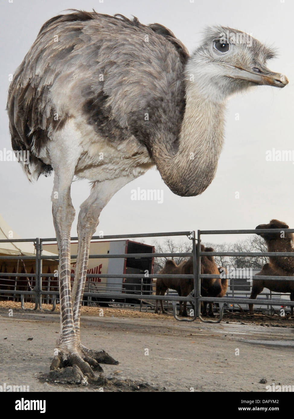 Ein Rhea schaut in die Kamera in Frankfurt Main, Deutschland, 23. Februar 2011. Während des Telefonats Presse Foto versucht Zirkus Knie Behauptungen nicht halten ihre Tiere in einer geeigneten Umgebung zu vernichten. Foto: Boris Roessler Stockfoto