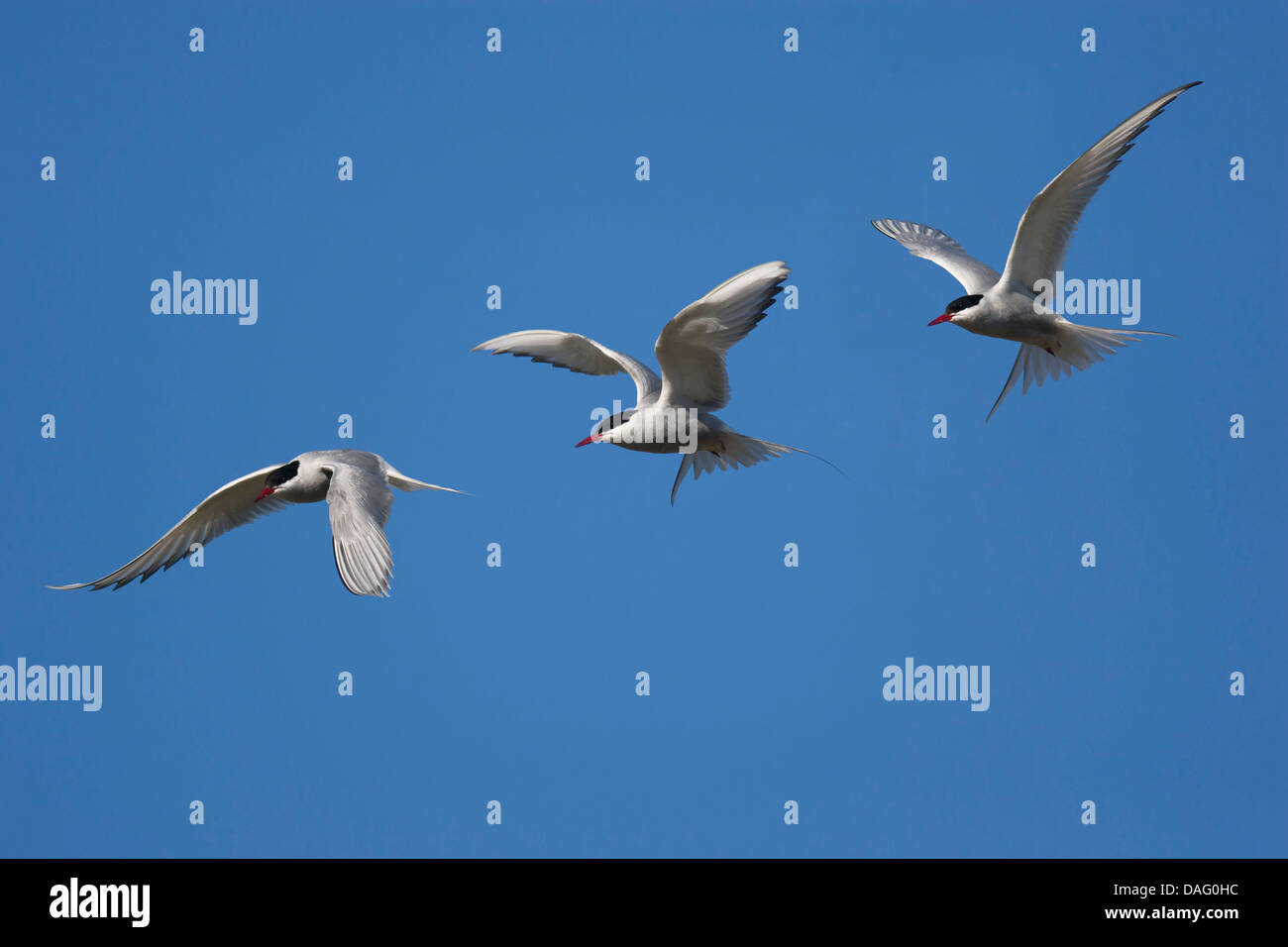 Zusammengesetzte Bild der Küstenseeschwalbe (Sterna Paradisaea) im Flug - Jökulsárlón, Süden Islands Stockfoto