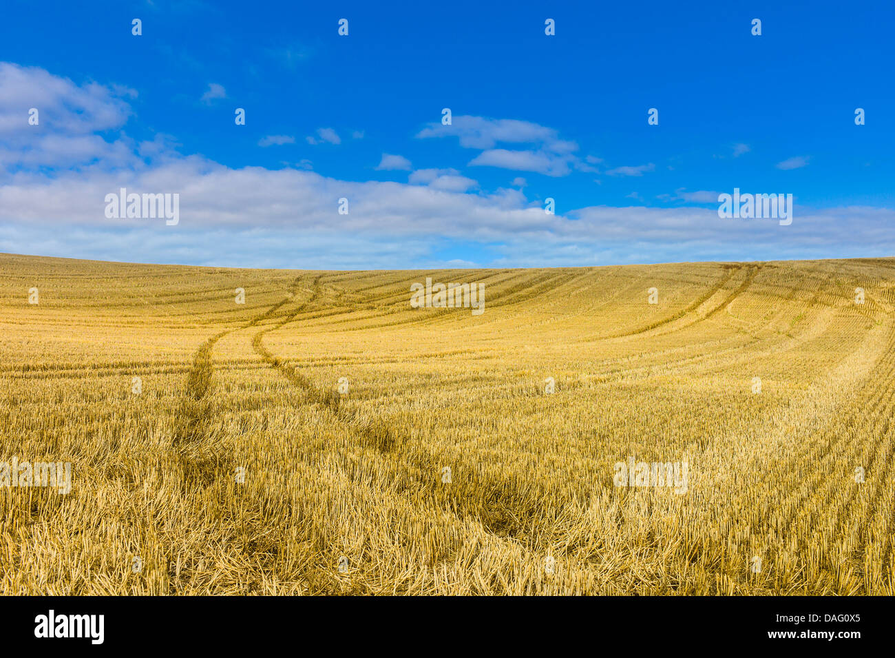 Reifenspuren auf einem Stoppelfeld. Stockfoto