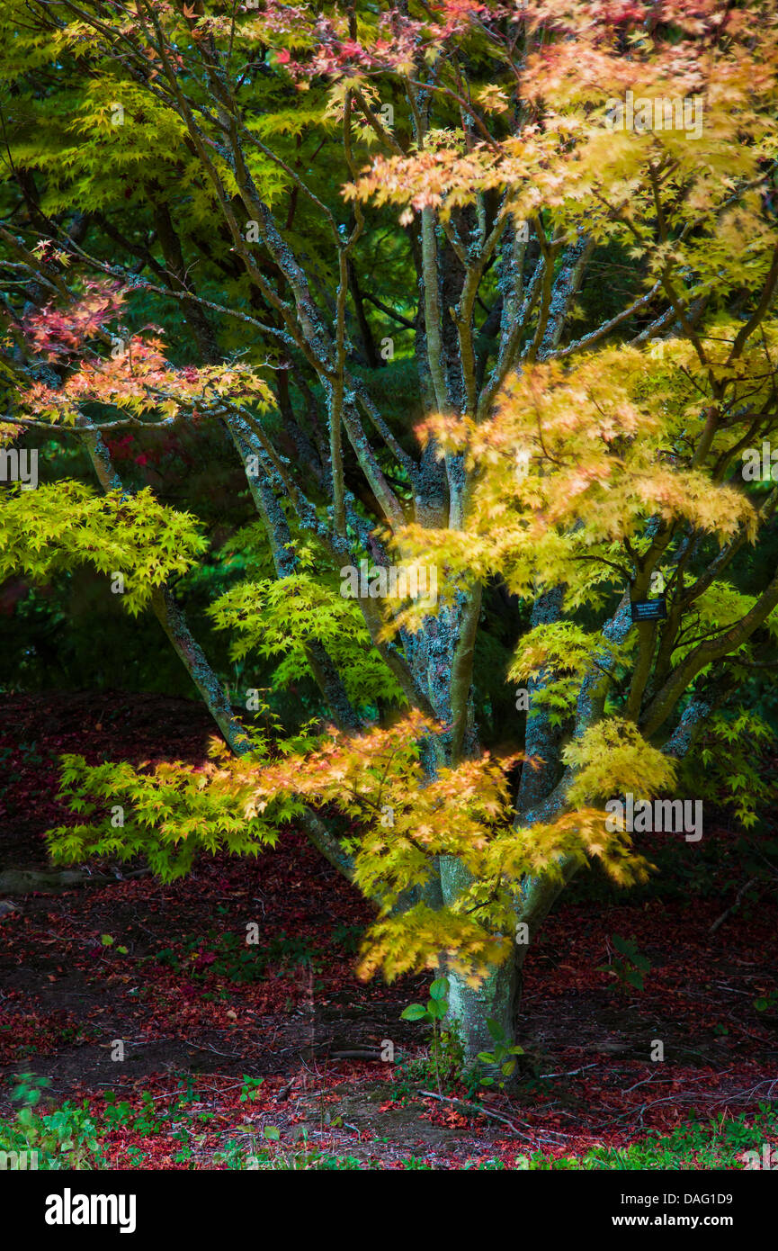 Acer Palmatum "Sango Kaku" Coral Rinde Ahorn. Stockfoto