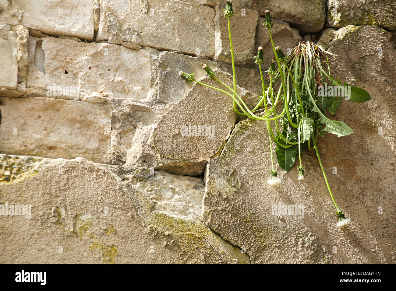 Ein Löwenzahn Pflanze eine Betonwand zu durchbrechen. Stockfoto