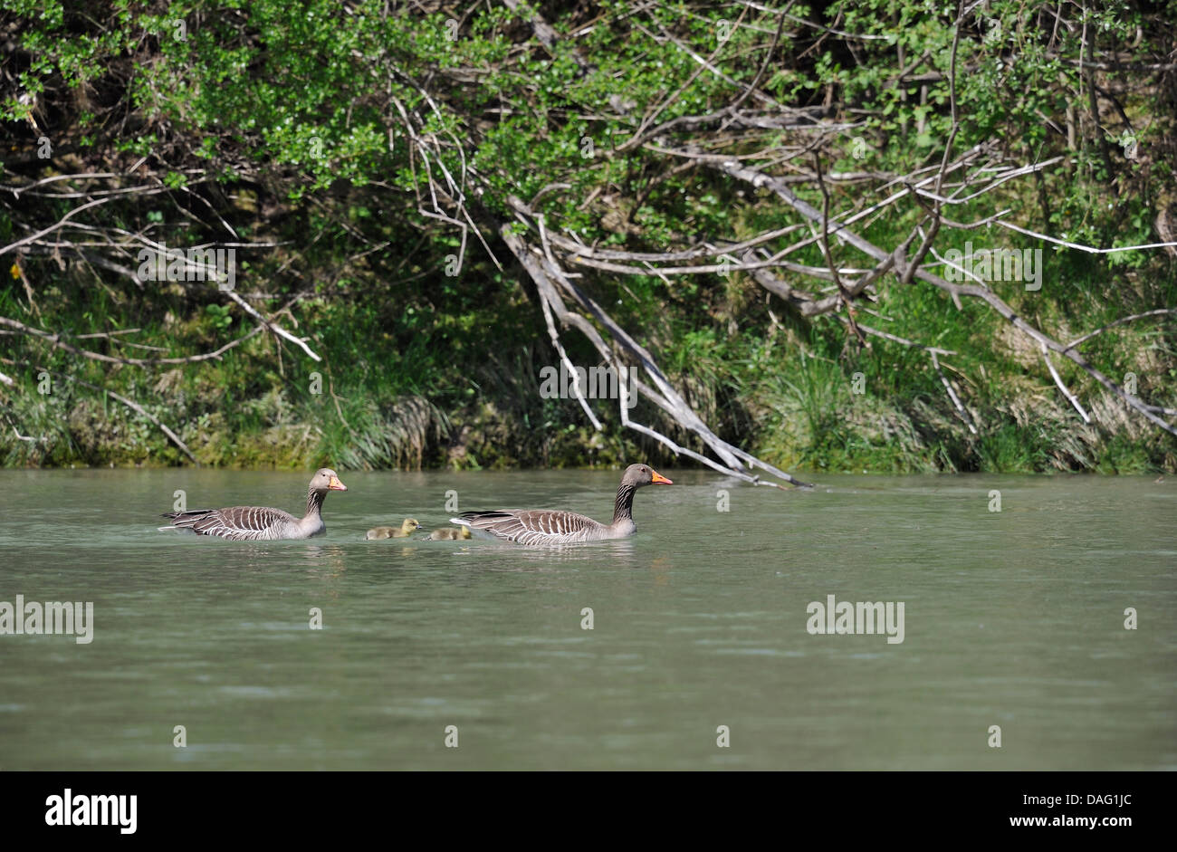 paar Graugänse mit zwei Küken treiben in den Stream eines Flusses Stockfoto