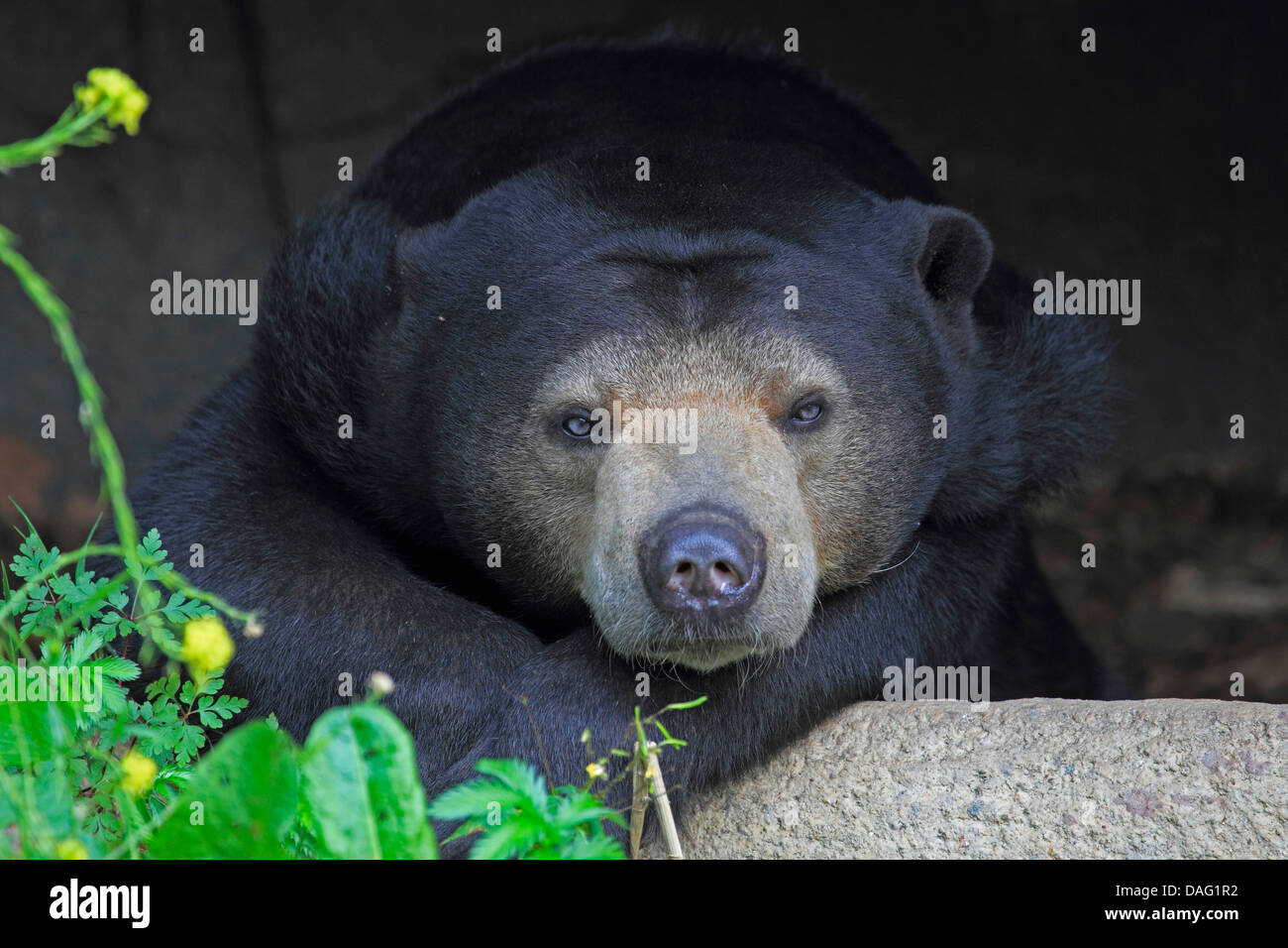 Sonne-Bär, malayischen Sonne Bär (Ursus Malayanus, Helarctos Malayanus), Porträt, stützte sich auf eine Steinmauer in einem Freigehege Stockfoto