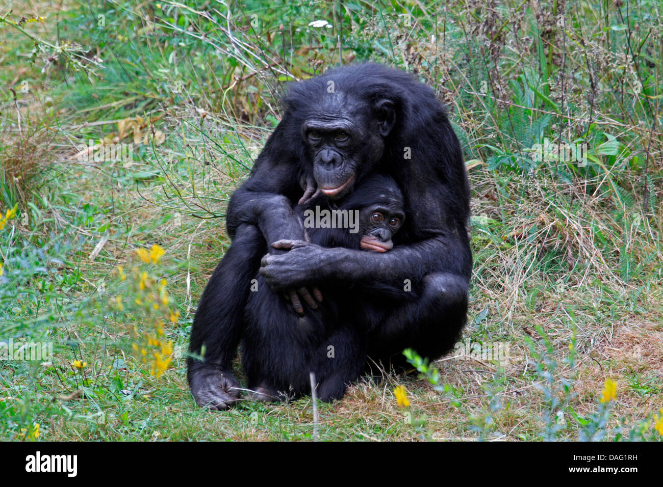 Bonobo, pygmy Schimpanse (Pan Paniscus), Mutter saß auf einer Wiese mit ein Jungtier in den Armen Stockfoto
