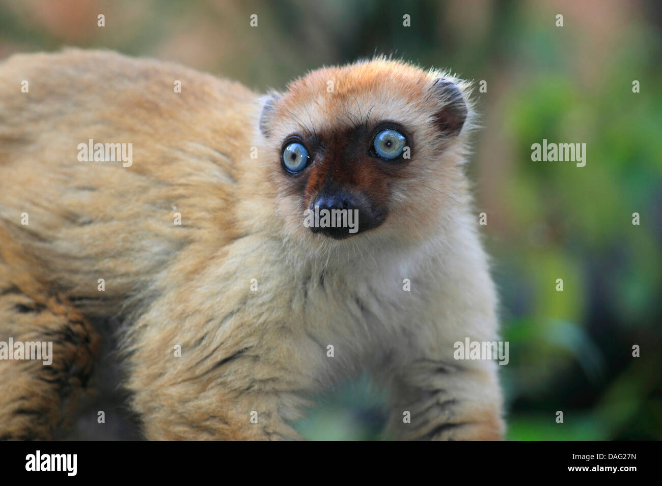 Sclater Maki, blauäugige Lemur (Eulemur Flavifrons, Eulemur Macaco Flavifrons, Lemur Macaco Flavifrons), Nahaufnahme Stockfoto
