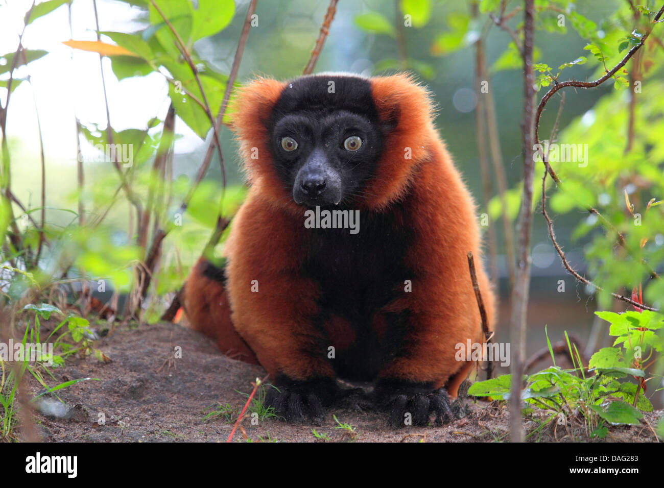 Roten Ruffed Lemur (Varecia Variegata Rubra, Varecia Rubra), sitzen auf Boden Boden Stockfoto
