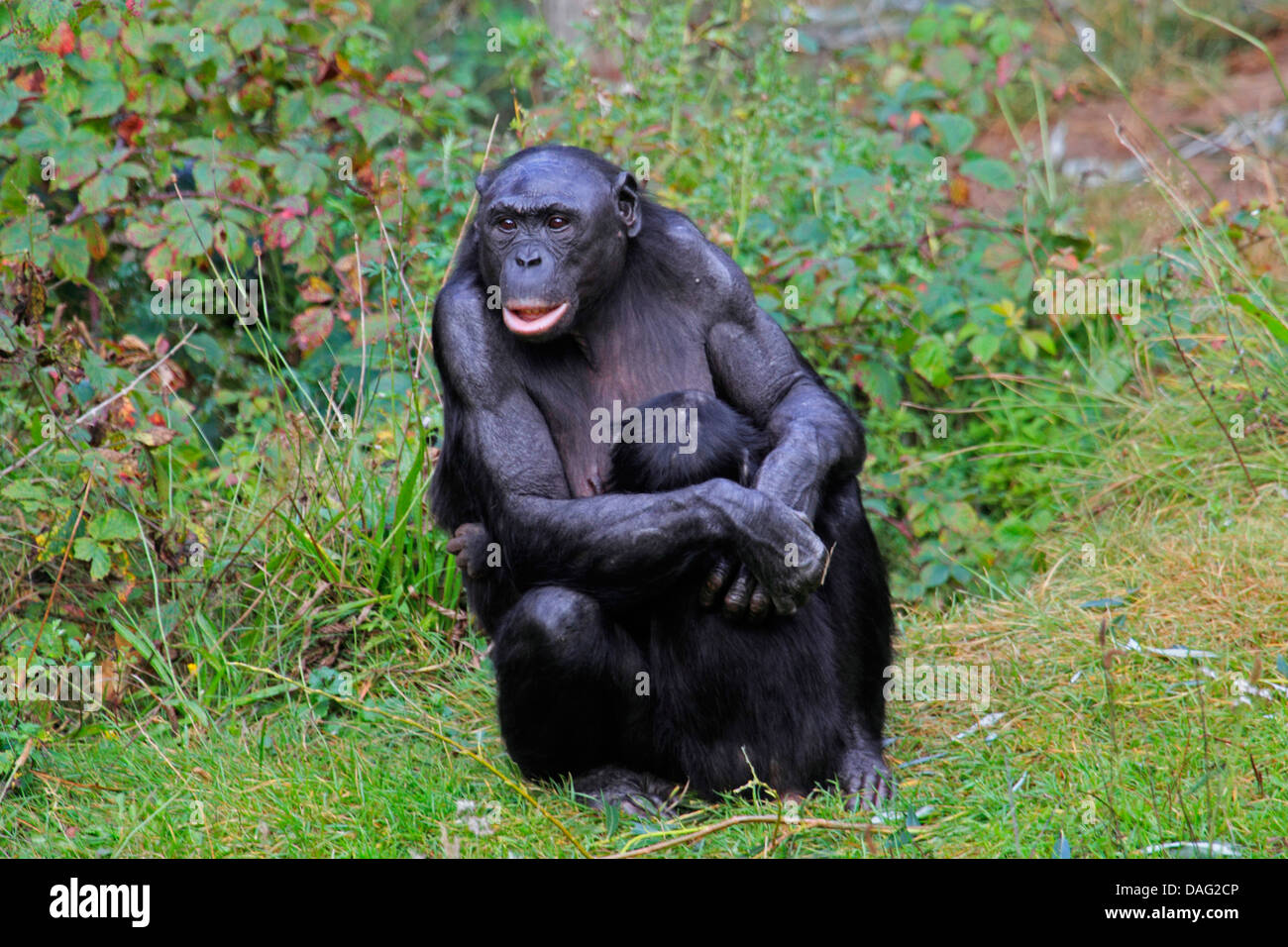 Bonobo, pygmy Schimpanse (Pan Paniscus), Mutter saß auf einer Wiese mit ein Jungtier in den Armen Stockfoto