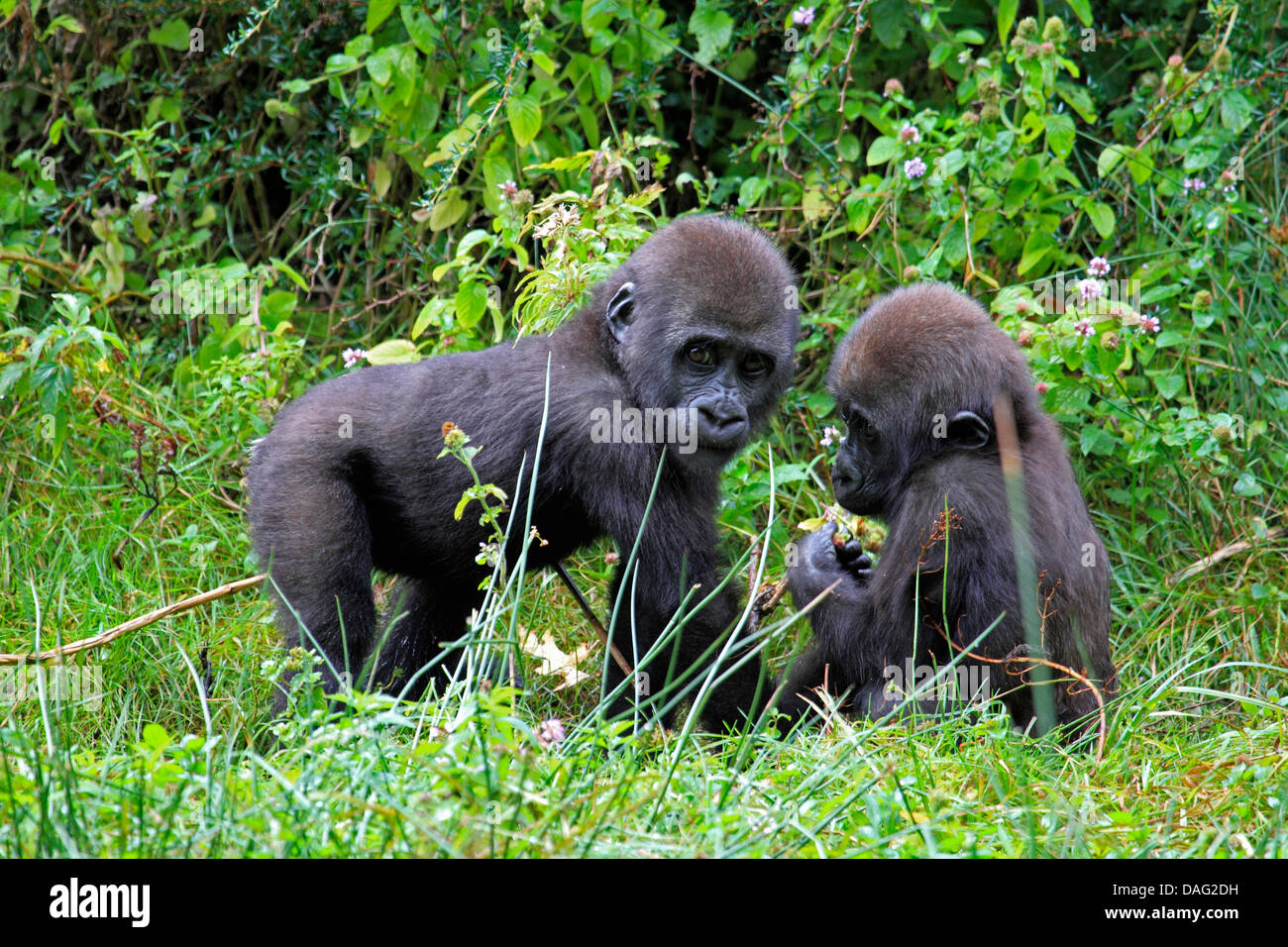 Flachlandgorilla (Gorilla Gorilla Gorilla), zwei Jugendliche spielen auf der Wiese Stockfoto