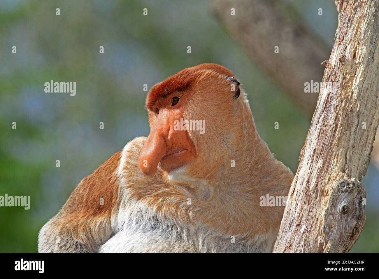 Nasenaffe (Nasalis Larvatus), männliche sitzen auf einem Baum Stockfoto