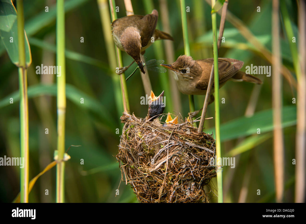 Rohrsänger (Acrocephalus Scirpaceus), paar Fütterung ihre Küken im Nest, Deutschland, Nordrhein-Westfalen Stockfoto