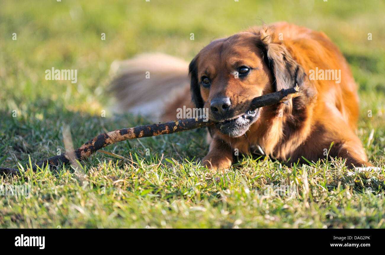 Ein Hund spielt mit einem Stock in der Nähe von Ebstorf, Deutschland, 8. Februar 2011. Nehmen Sie einen Stick mit Ihnen, wenn Sie einen Hund gehen, es macht mehr Spaß: Foto: Philipp Schulze Stockfoto